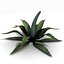 max agave plant