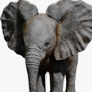 Elephant baby 3D