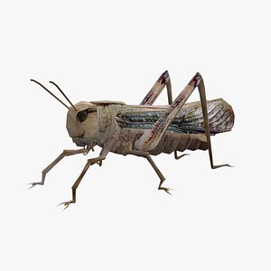 3D Animated Locust Grasshopper