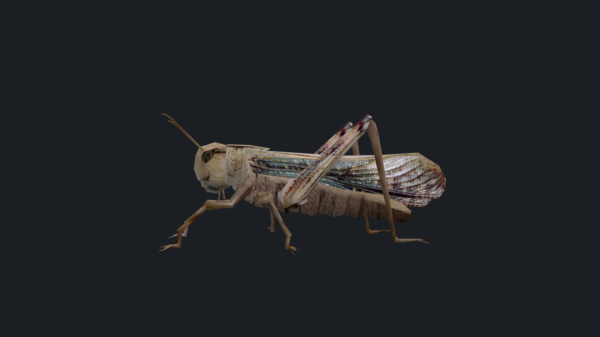 3D Animated Locust Grasshopper - TurboSquid 2248885