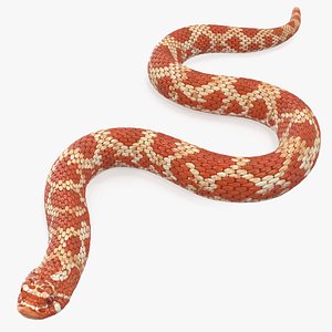 3D red hognose snake crawling model