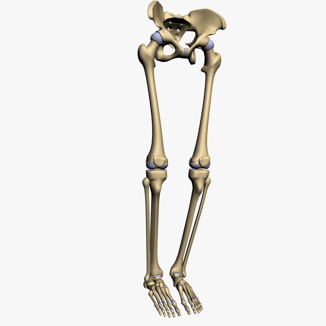 Lower Limb 3d W3d