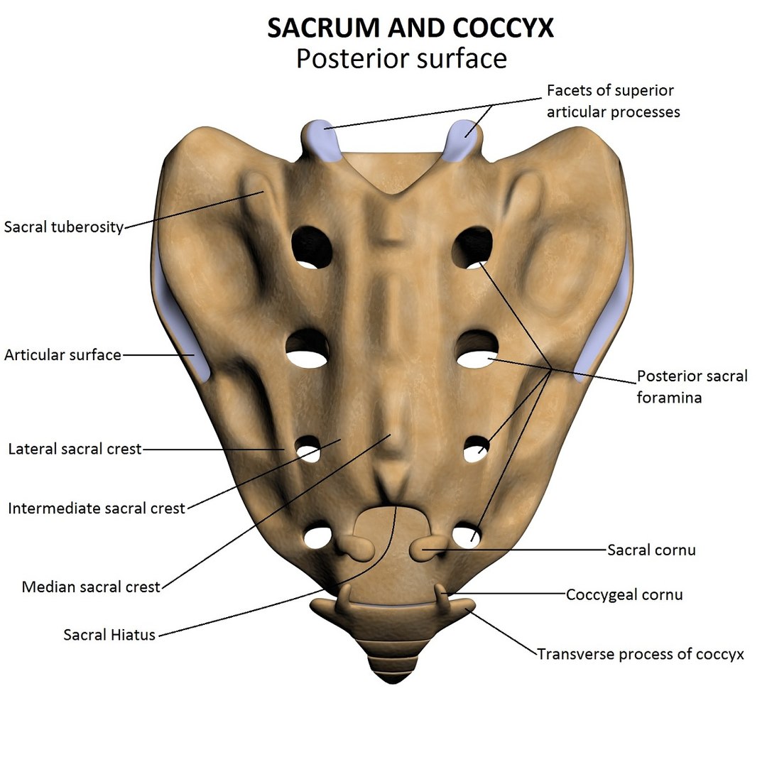 lower limb 3d w3d https://p.turbosquid.com/ts-thumb/v1/QzMIfh/6TOeYdIw/sacrumposteriorhireslabelled/jpg/1298235919/1920x1080/fit_q87/4dd95d823dc9cee9de18b4615b8e3ee5f31dc390/sacrumposteriorhireslabelled.jpg