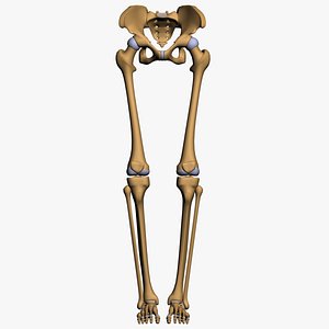 lower limb 3d w3d