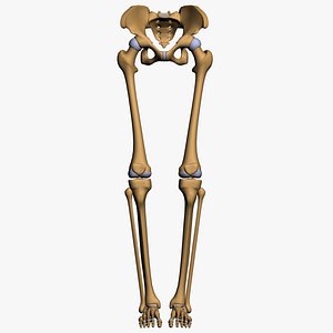 Lower Limb