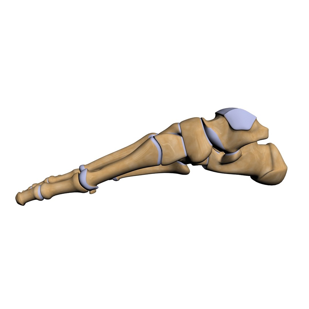 lower limb 3d w3d https://p.turbosquid.com/ts-thumb/v1/QzMIfh/JsOlidjX/footmedialhires/jpg/1298235919/1920x1080/fit_q87/bce0ce7146a12a46799dc3a1740f34c5e3f11229/footmedialhires.jpg