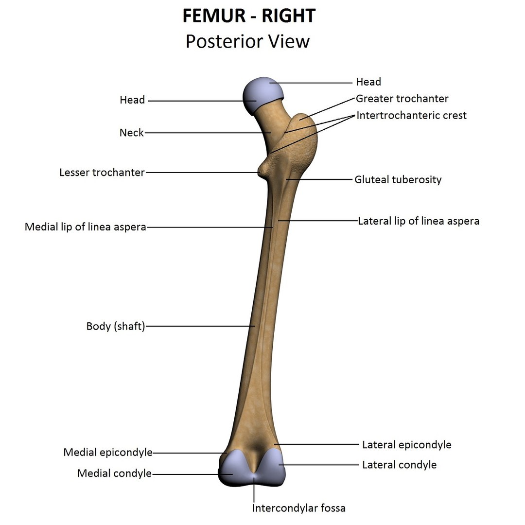 Lower Limb 3d W3d