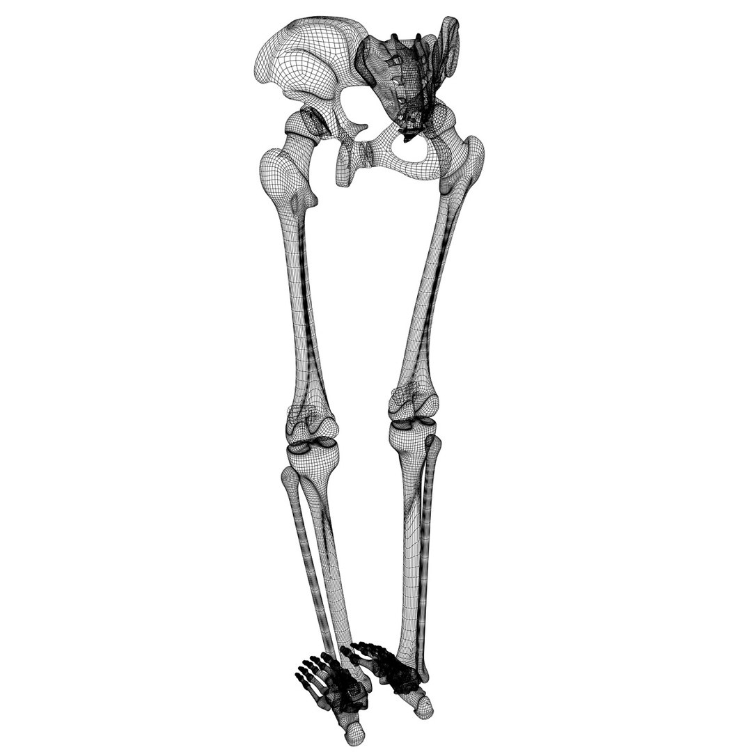 lower limb 3d w3d https://p.turbosquid.com/ts-thumb/v1/QzMIfh/V6buXcCk/fullbackhireswire/jpg/1298235919/1920x1080/fit_q87/b3c34b91be7f7f91b2cdd6f3f99a62e1745236c3/fullbackhireswire.jpg