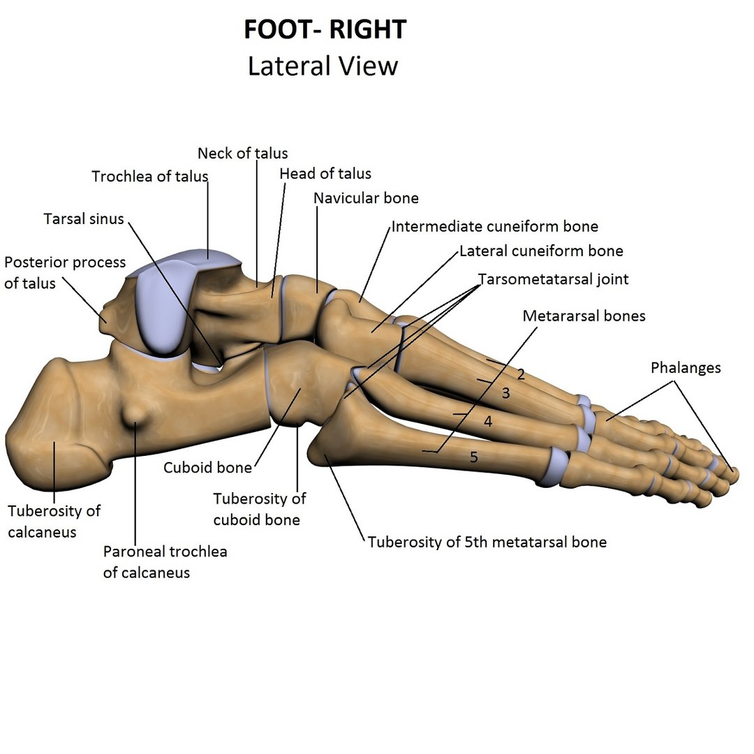 lower limb 3d w3d https://p.turbosquid.com/ts-thumb/v1/QzMIfh/hTxbnL1L/foolaterallabelled/jpg/1298235919/1920x1080/fit_q87/ce3150092290d2350db1420990badb7ce1cd1811/foolaterallabelled.jpg