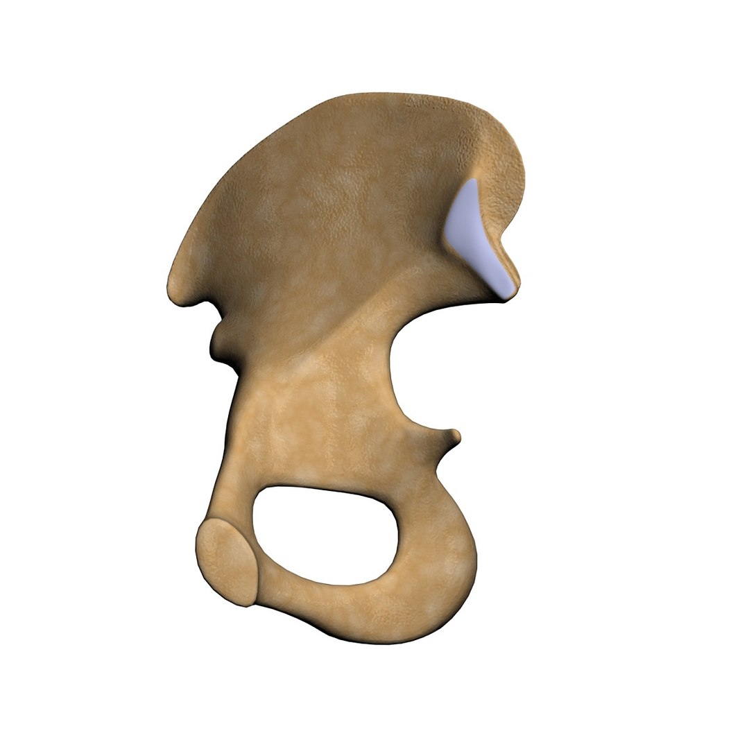 lower limb 3d w3d https://p.turbosquid.com/ts-thumb/v1/QzMIfh/j4Jimnp7/hipbonemedialhires/jpg/1298235919/1920x1080/fit_q87/c699c805d4442498e78c77d88d4d078bd436c621/hipbonemedialhires.jpg