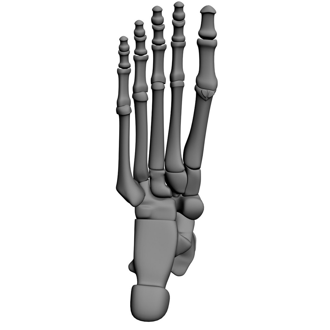 lower limb 3d w3d https://p.turbosquid.com/ts-thumb/v1/QzMIfh/jtk73F0m/footbottomclay/jpg/1298235919/1920x1080/fit_q87/f1477db5f6baea4af3bf01e014eb99bcc2babd5d/footbottomclay.jpg