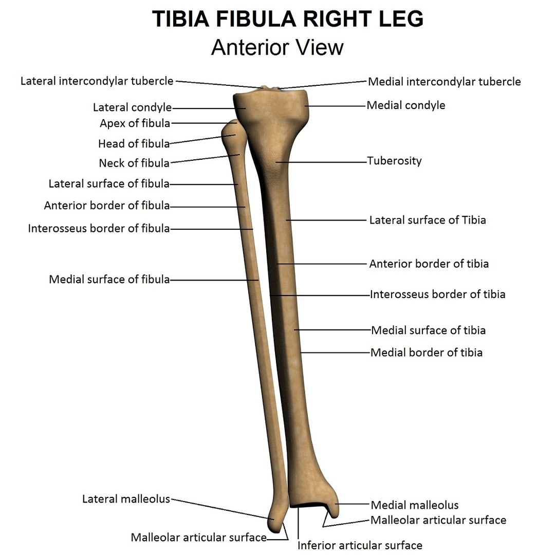 Lower Limb 3d W3d