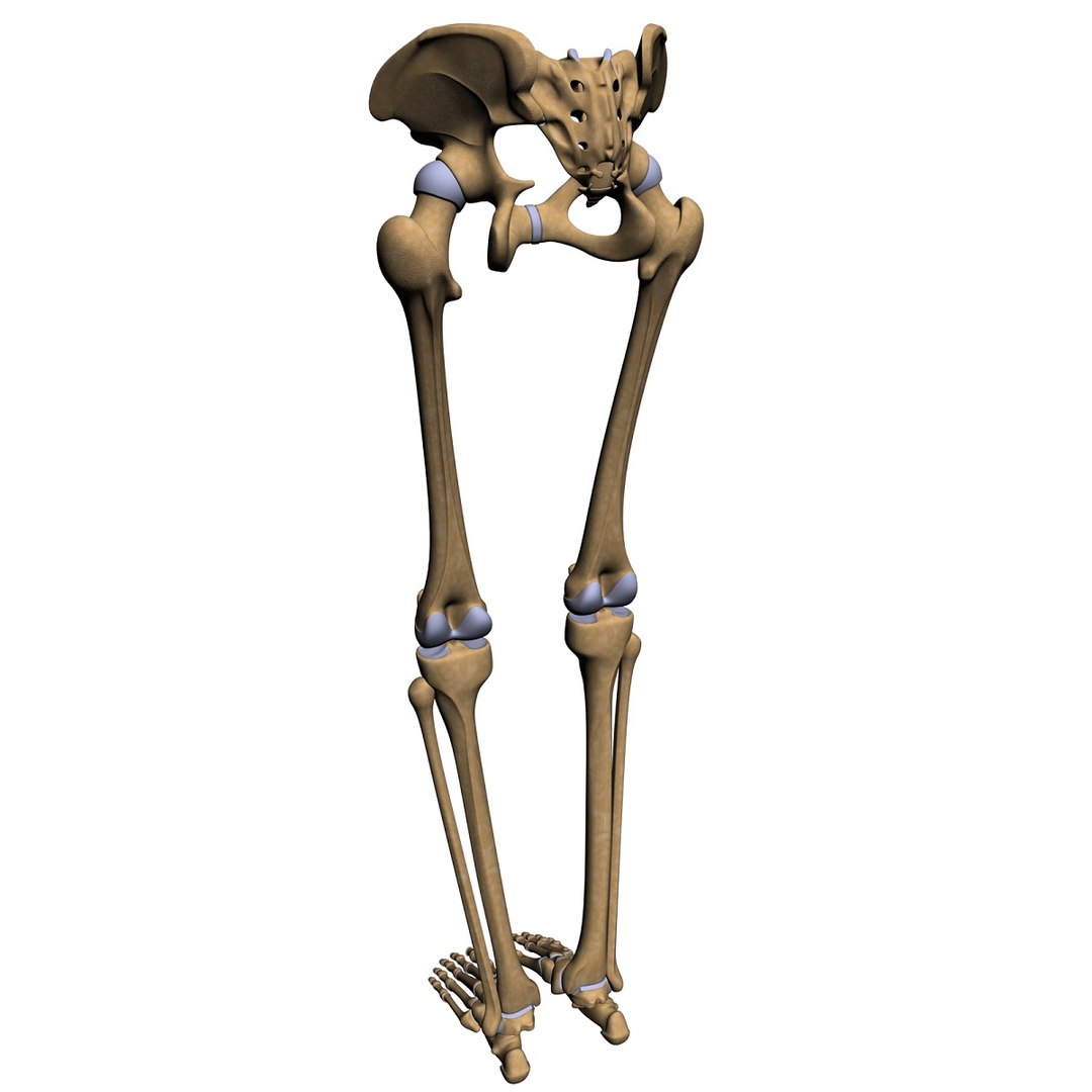 lower limb 3d w3d https://p.turbosquid.com/ts-thumb/v1/QzMIfh/qufUCOeB/fullbackhires/jpg/1298235919/1920x1080/fit_q87/0d08eee09d362711b1c31320f6835d4d079679d5/fullbackhires.jpg