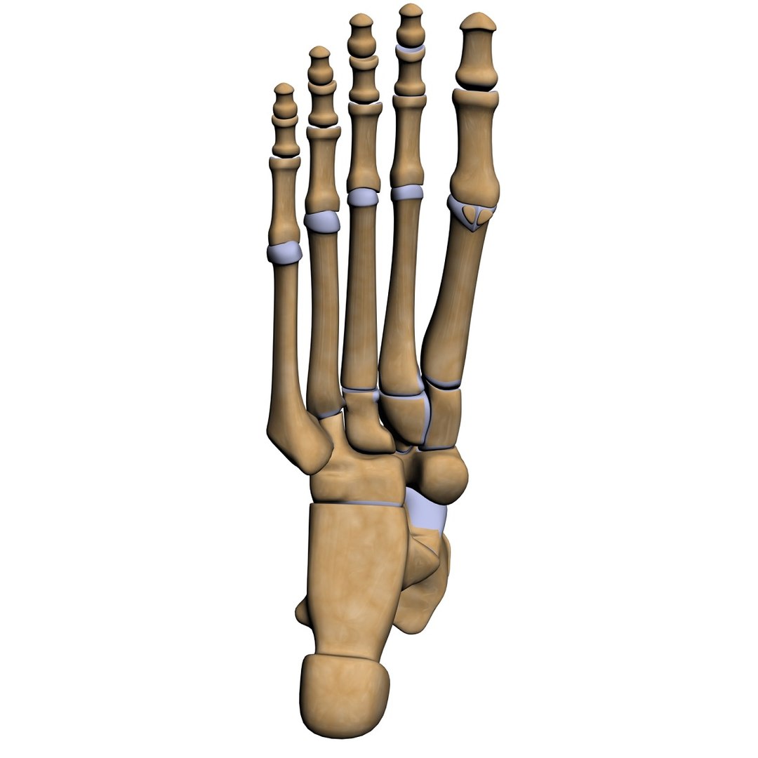 lower limb 3d w3d https://p.turbosquid.com/ts-thumb/v1/QzMIfh/sqzz05kQ/footbottom/jpg/1298235919/1920x1080/fit_q87/2849dc145c4bb6196bd1c8e2a4549a94cf3928c5/footbottom.jpg