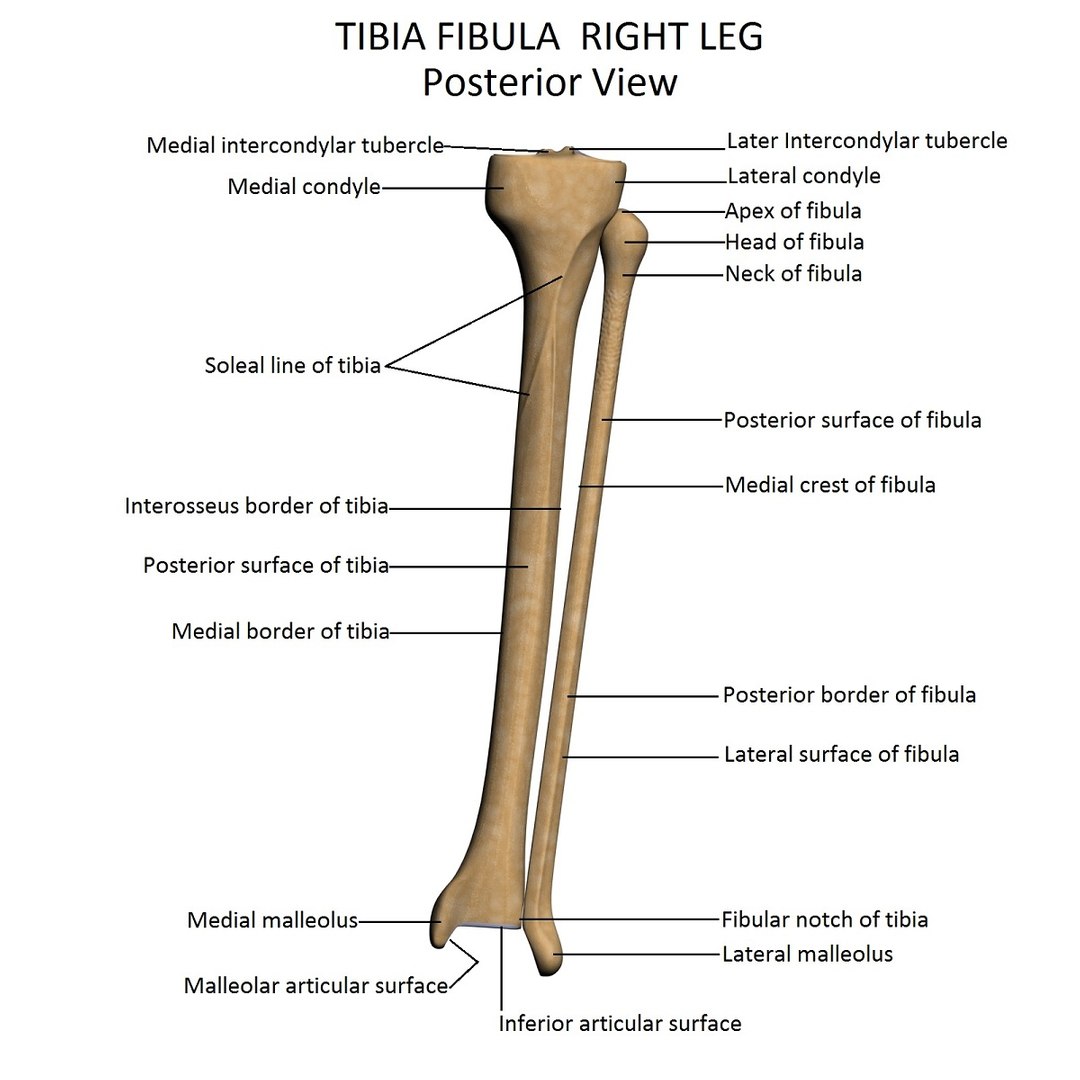 Lower Limb 3d W3d