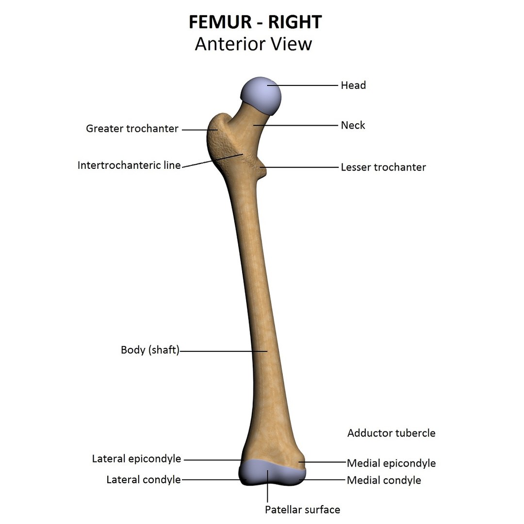 Lower Limb 3d W3d