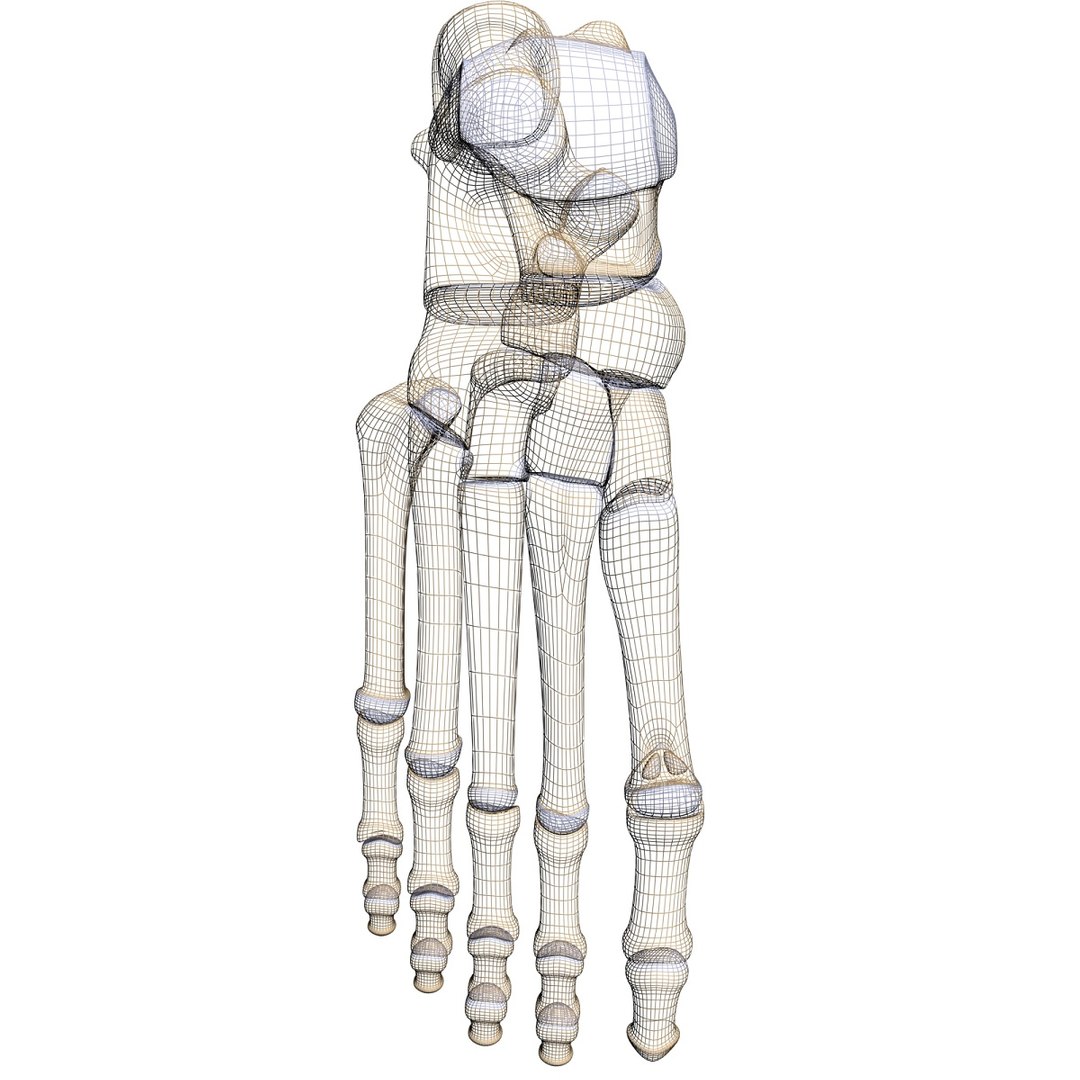 lower limb 3d w3d https://p.turbosquid.com/ts-thumb/v1/QzMIfh/wo0Pfmw3/foottophireswire/jpg/1298235919/1920x1080/fit_q87/2ecfa55f85c914b9ee081b66536d20fb8e19ee4d/foottophireswire.jpg