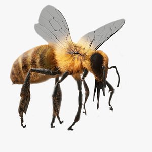 Honey Bee FUR UNREAL project 3D
