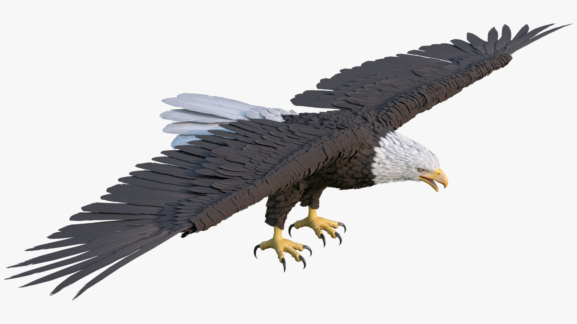 Predatory Bald Eagle For Blender 3D model preview