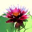 Lotus metal Swamp lily