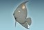 Anglefish 12