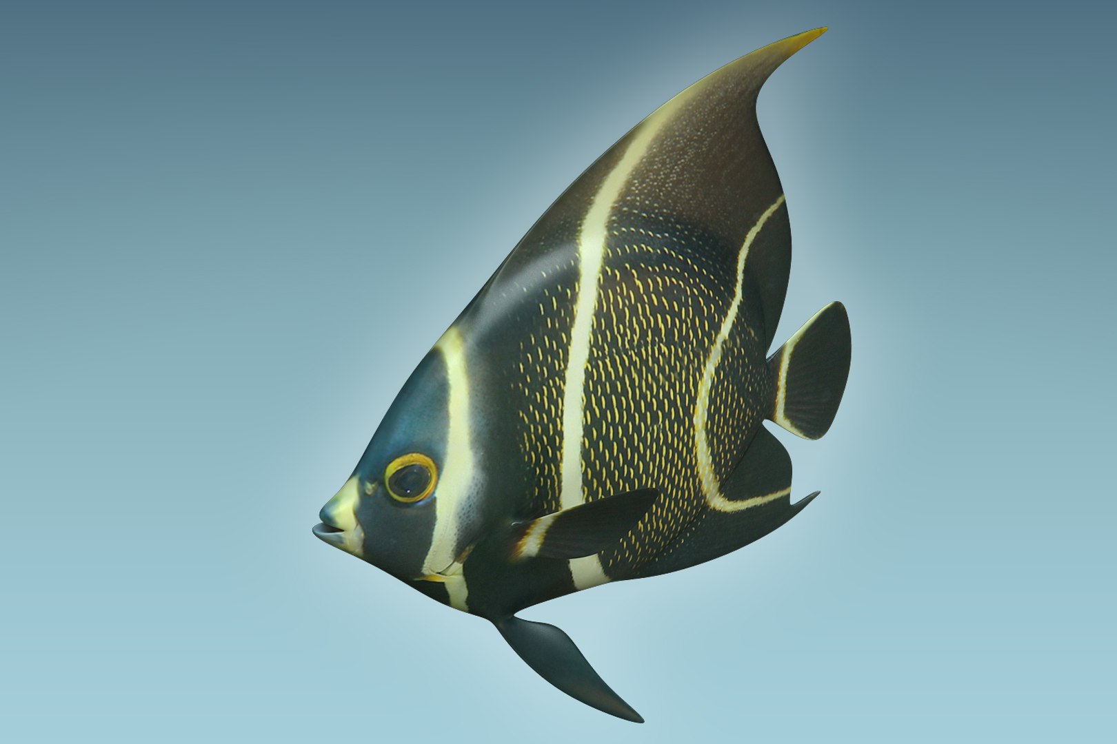 3D model anglefish 12 fish https://p.turbosquid.com/ts-thumb/v2/3xqtAn/HSIGcRKt/03/jpg/1506273742/1920x1080/fit_q87/8c4673b2c7bb6bc401446f9f20a822e8918c04a1/03.jpg