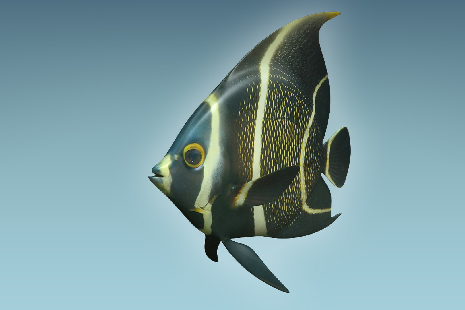 3D model anglefish 12 fish https://p.turbosquid.com/ts-thumb/v2/3xqtAn/JA1fKo0d/05/jpg/1506273824/1920x1080/fit_q87/5bb38e06d4de22709fc639eb74559ae50bbfa3c3/05.jpg