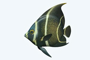 3D model anglefish 12 fish