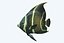 Anglefish 12