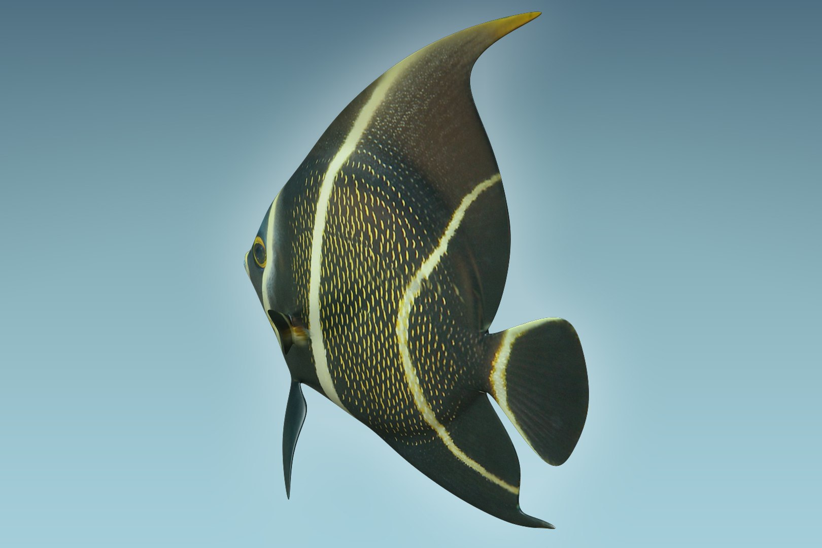 3D model anglefish 12 fish https://p.turbosquid.com/ts-thumb/v2/3xqtAn/y2zGawcN/04/jpg/1506273787/1920x1080/fit_q87/f57c045719601d9e831411b9d49d6acd61974b2f/04.jpg