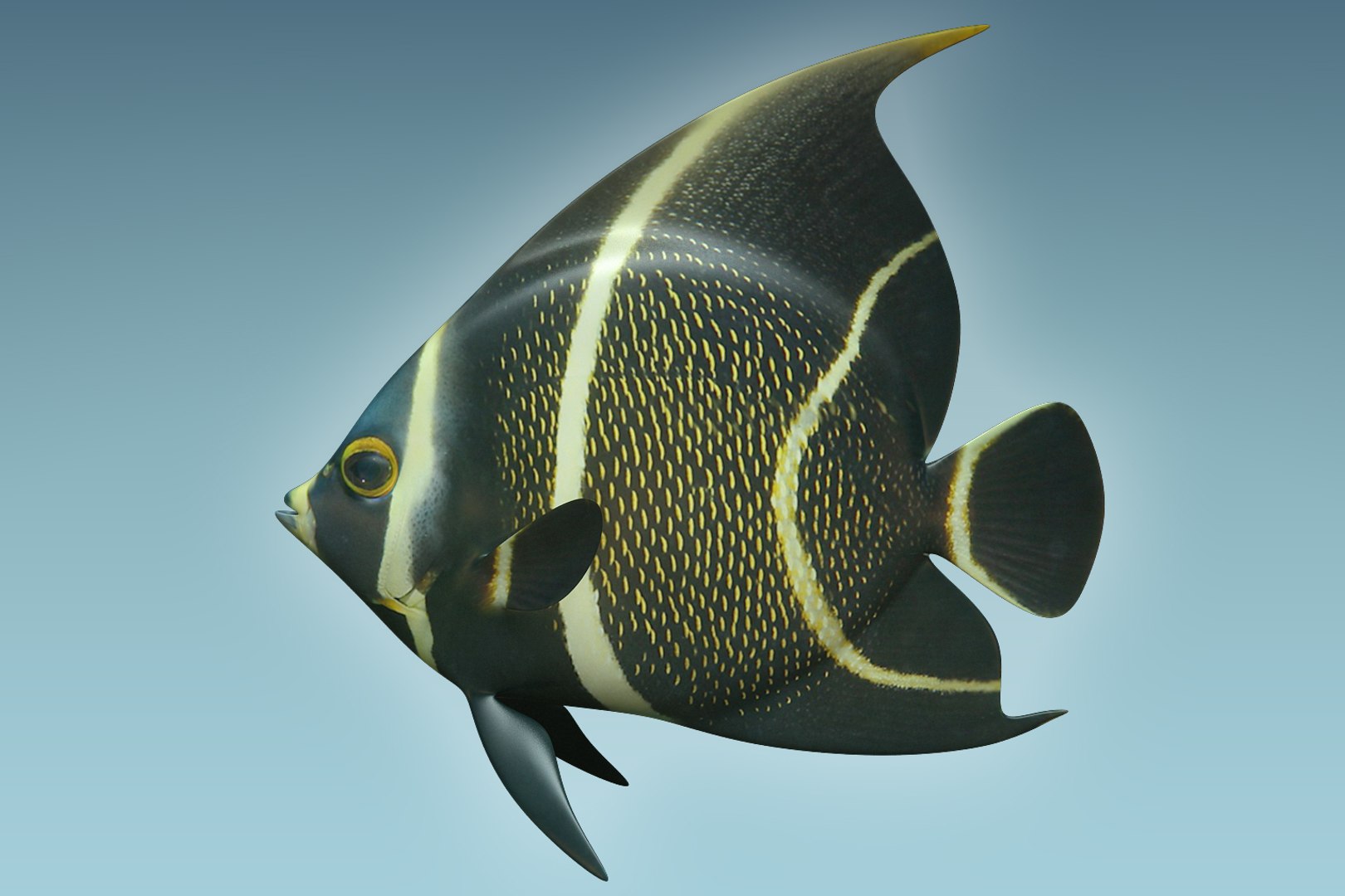 3D model anglefish 12 fish https://p.turbosquid.com/ts-thumb/v2/3xqtAn/ykUm0nZs/02/jpg/1506273715/1920x1080/fit_q87/fd3ce080a1fa18c5ef4b70d1a8e9e9dd44271b74/02.jpg