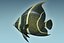 Anglefish 12