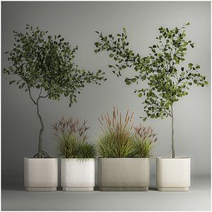 3D Decorative Trees In Concrete Pots For Landscaping model