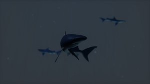 3d blue shark model