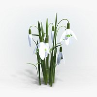 Snowdrop