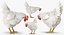 white chicken rigged 3D model