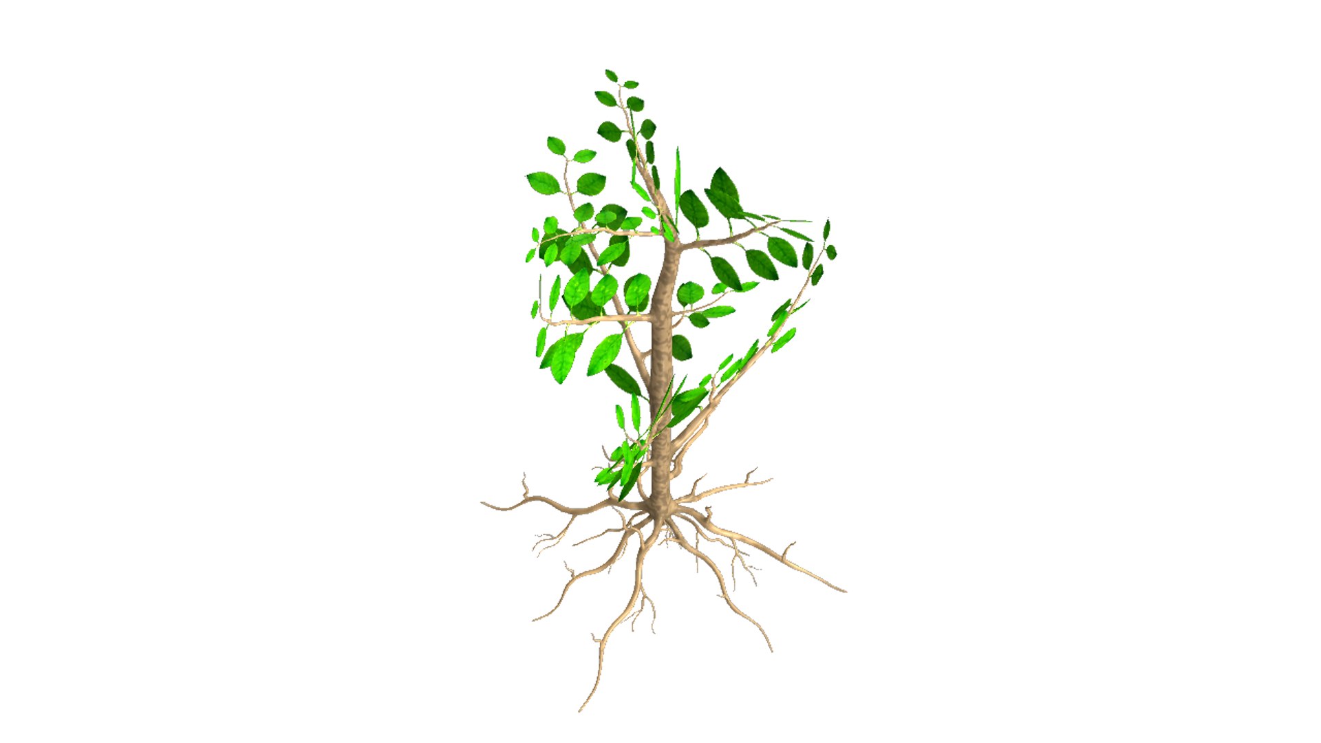 3d Soil Roots Model