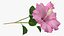 3D flowering hibiscus stem pink