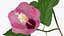 3D flowering hibiscus stem pink