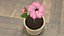 3D flowering hibiscus stem pink