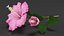3D flowering hibiscus stem pink