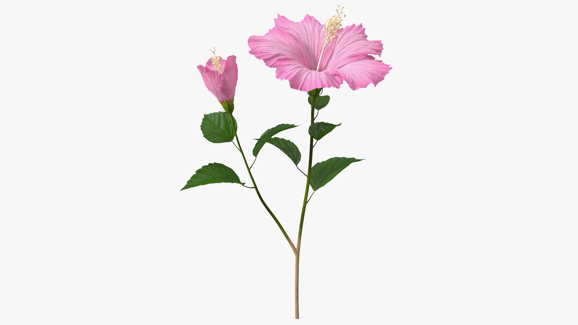 3D flowering hibiscus stem pink https://p.turbosquid.com/ts-thumb/v2/nP7tjk/hCr6Kx8D/floweringhibiscusstempinkvray3dmodel001/jpg/1606307049/1920x1080/fit_q87/5826b23c5cfc3f9d6dfa5ba3288c3accd96c9c3c/floweringhibiscusstempinkvray3dmodel001.jpg