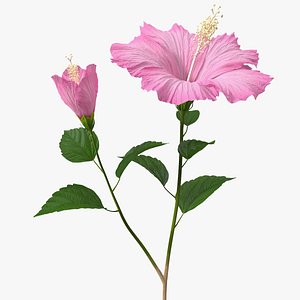 3D flowering hibiscus stem pink