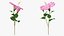 3D flowering hibiscus stem pink