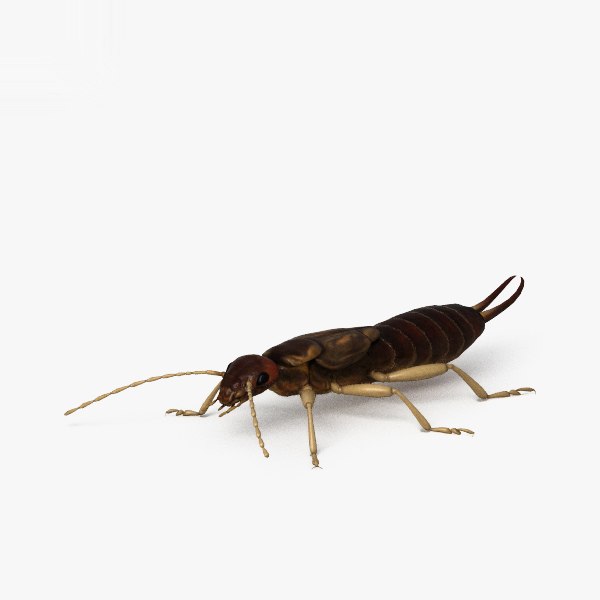 modelo 3d Earwig HD - TurboSquid 1438381