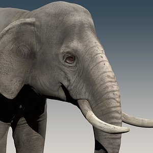 Elephant Rigged 3D Model