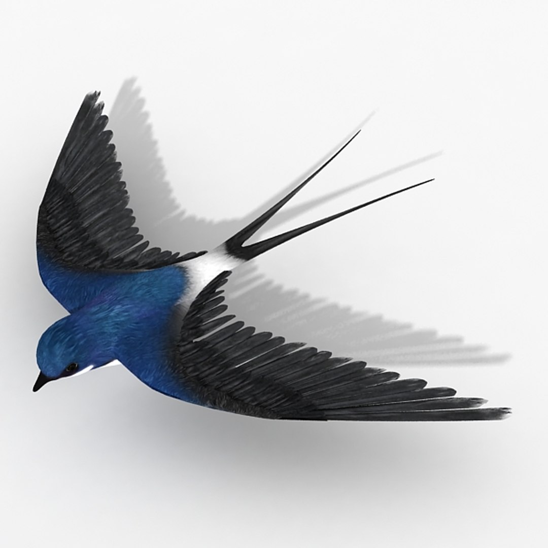 Swallow Bird Max