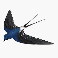 Swallow