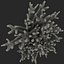 Violet Branched Coral Fungus