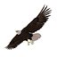 3d bald eagle animation